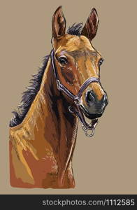 Colorful bay foal portrait with halter. Horse head isolated on beige background. Vector hand drawing illustration. Retro style portrait of horse.