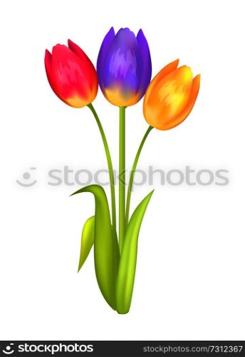 Colorful bouquet with three tulips of pink purple and yellow color vector illustration of spring blooming plants isolated on white background. Colorful Bouquet with Three Tulips of Multi Color