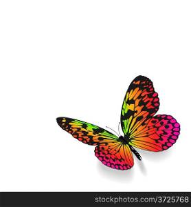 Colorful butterfly on white background.