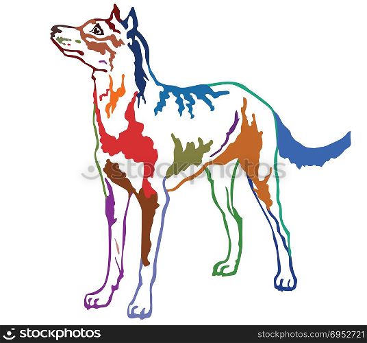 Colorful contour decorative portrait of standing in profile Beauceron (sheepdog from Beauce), vector isolated illustration on white background