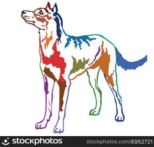 Colorful contour decorative portrait of standing in profile Beauceron (sheepdog from Beauce), vector isolated illustration on white background