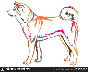 Colorful contour decorative portrait of standing in profile dog Akita Inu, vector isolated illustration on white background