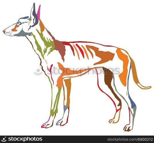 Colorful contour decorative portrait of standing in profile dog Podenco Ibicenco (Ibizan Hound), vector isolated illustration on white background
