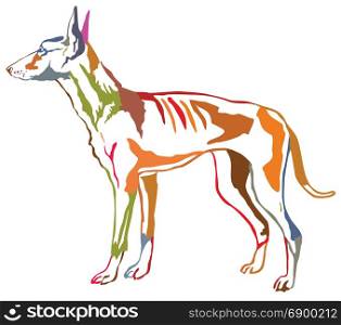 Colorful contour decorative portrait of standing in profile dog Podenco Ibicenco (Ibizan Hound), vector isolated illustration on white background
