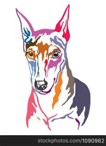 Colorful decorative contour outline portrait of Dog Miniature Pinscher, vector illustration in different colors isolated on white background. Image for design and tattoo.