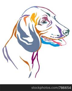 Colorful decorative outline portrait of Bavarian Mountain Hound Dog looking in profile, vector illustration in different colors isolated on white background. Image for design and tattoo.