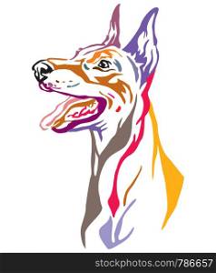 Colorful decorative outline portrait of Dobermann Dog looking in profile, vector illustration in different colors isolated on white background. Image for design and tattoo.