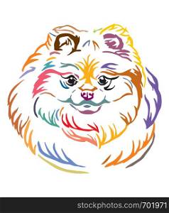 Colorful decorative outline portrait of Pomeranian Dog, vector illustration in different colors isolated on white background. Image for design and tattoo.
