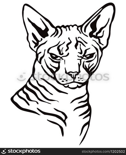 Colorful decorative portrait of angry sphinx cat, contour vector illustration in black color isolated on white background. Image for design and tattoo.