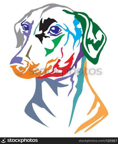Colorful decorative portrait of dog German Pinscher, vector illustration in different colors isolated on white background