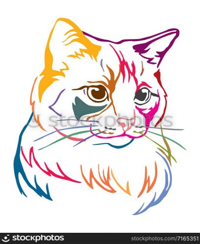 Colorful decorative portrait of Ragdoll cat, contour vector illustration in different colors isolated on white background. Image for design, cards and tattoo.