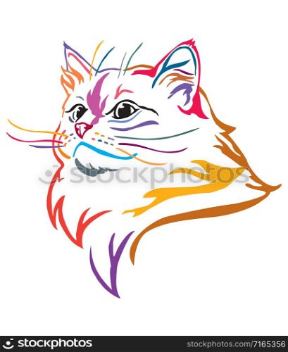 Colorful decorative portrait of Ragdoll cat, contour vector illustration in different colors isolated on white background. Image for design and tattoo.