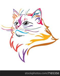 Colorful decorative portrait of Ragdoll cat, contour vector illustration in different colors isolated on white background. Image for design and tattoo.