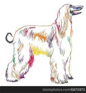 Colorful decorative portrait of standing in profile Afghan greyhound, vector isolated illustration on white background