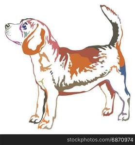 Colorful decorative portrait of standing in profile beagle, vector isolated illustration on white background