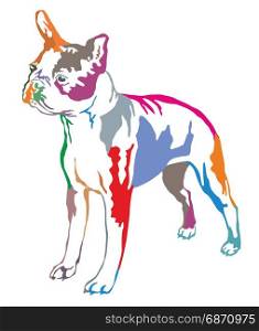 Colorful decorative portrait of standing in profile boston terrier, vector isolated illustration on white background