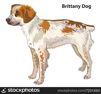 Colorful decorative portrait of standing in profile Brittany Dog, vector isolated illustration on white background. Stock illustration