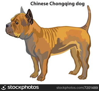 Colorful decorative portrait of standing in profile Chinese Chongqing dog, vector isolated illustration on white background. Stock illustration