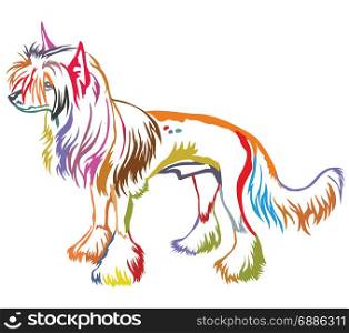 Colorful decorative portrait of standing in profile Chinese Crested Dog, vector isolated illustration on white background