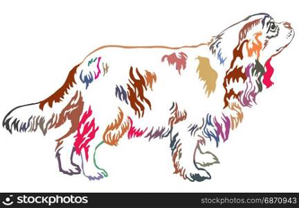 Colorful decorative portrait of standing in profile dog Cavalier King Charles Spaniel, vector isolated illustration on white background