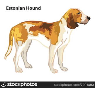 Colorful decorative portrait of standing in profile Dog Estonian Hound, vector isolated illustration on white background. Stock illustration