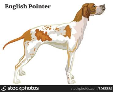 Colorful decorative portrait of standing in profile English Pointer, vector isolated illustration on white background