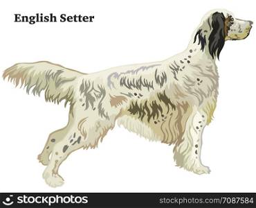 Colorful decorative portrait of standing in profile English Setter, vector isolated illustration on white background