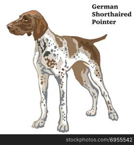Colorful decorative portrait of standing in profile German Shorthaired Pointer, vector isolated illustration on white background