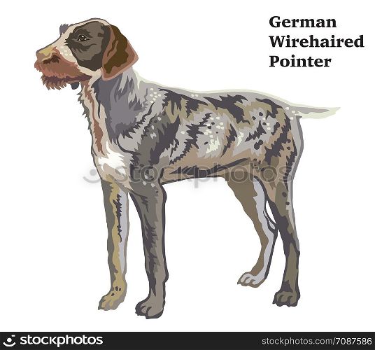 Colorful decorative portrait of standing in profile German Wirehaired Pointer, vector isolated illustration on white background