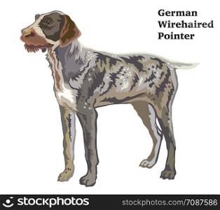 Colorful decorative portrait of standing in profile German Wirehaired Pointer, vector isolated illustration on white background
