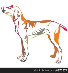 Colorful decorative portrait of standing in profile Hungarian pointer, vector isolated illustration on white background