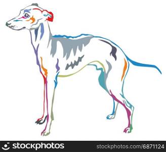 Colorful decorative portrait of standing in profile Italian Greyhound, vector isolated illustration on white background