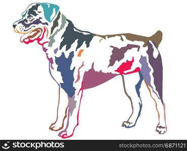 Colorful decorative portrait of standing in profile rotweiler, vector isolated illustration on white background