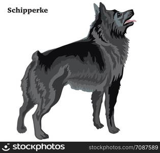 Colorful decorative portrait of standing in profile Schipperke, vector isolated illustration on white background