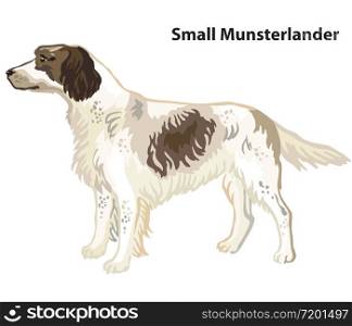 Colorful decorative portrait of standing in profile Small Munsterlander Dog, vector isolated illustration on white background. Stock illustration