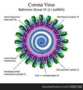 Colorful diagram of Corona virus particle structure with annotations on white background. Vector illustration. Diagram of Corona virus particle structure