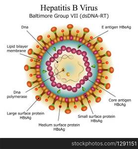 Colorful diagram of Hepatitis B virus particle structure with annotations on white background. Vector illustration. Diagram of Hepatitis B virus particle structure