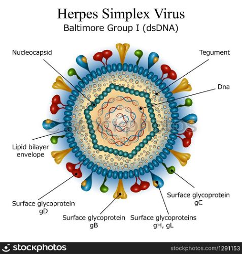 Colorful diagram of Herpes simplex virus particle structure with annotations on white background. Vector illustration.. Diagram of Herpes simplex virus particle structure