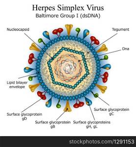 Colorful diagram of Herpes simplex virus particle structure with annotations on white background. Vector illustration.. Diagram of Herpes simplex virus particle structure