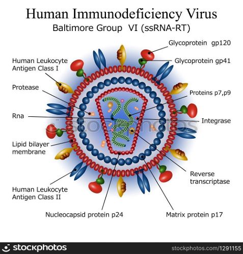Colorful diagram of HIV virus particle structure with annotations on white background. Vector illustration. Diagram of HIV virus particle structure