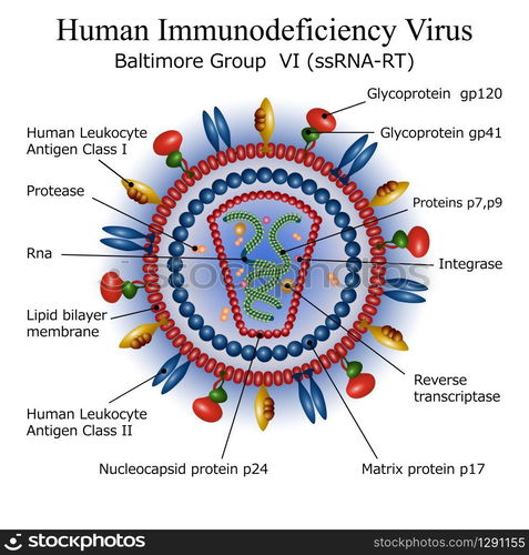 Colorful diagram of HIV virus particle structure with annotations on ...