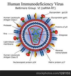 Colorful diagram of HIV virus particle structure with annotations on white background. Vector illustration. Diagram of HIV virus particle structure