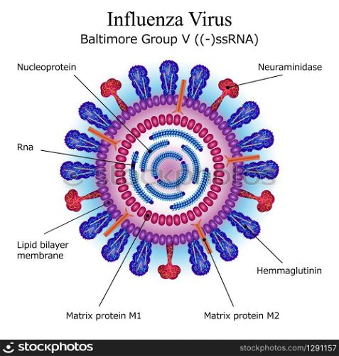 Colorful diagram of Influenza virus particle structure with annotations on white background. Vector illustration. Diagram of Influenza virus particle structure