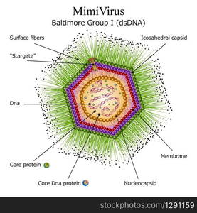 Colorful Diagram of Mimi virus particle structure with annotations on white background. Vector illustration. Diagram of Mimi virus particle structure