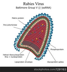 Colorful diagram of Rabies virus particle structure with annotations on white background. Vector illustration. Diagram of Rabies virus particle structure