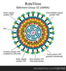 Colorful diagram of Rota virus particle structure with annotations on white background. Vector illustration. Diagram of Rota virus particle structure