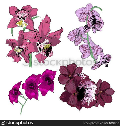 Colorful drawing orchids collection with beautiful flowers of different colors on white background isolated vector illustration. Colorful Drawing Orchids Collection