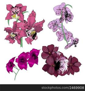 Colorful drawing orchids collection with beautiful flowers of different colors on white background isolated vector illustration. Colorful Drawing Orchids Collection