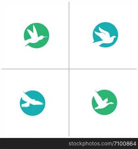 colorful eagle illustration in circle, hawk, dove humming bird vector logo design