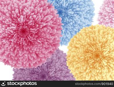 Colorful flowers on white background vector illustration